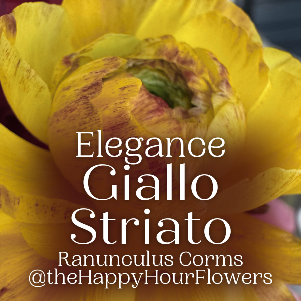 Elegance Ranunculus Corms; Giallo Striato- Pack of 10