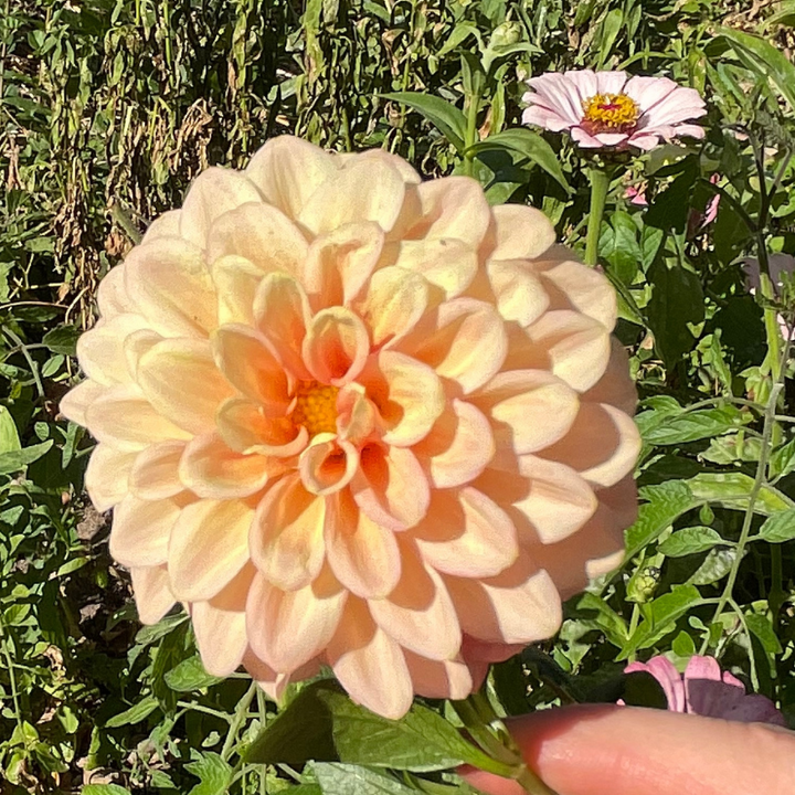 An overhead shot of a Sweet Suzanne Dahlia flower, showcasing its vibrant center and elegantly curled petals. This elegant flower from The Happy Hour Flowers is among the top choices for garden enthusiasts. The easy-to-grow Sweet Suzanne Dahlia is perfect for creating stunning displays in outdoor gardens.