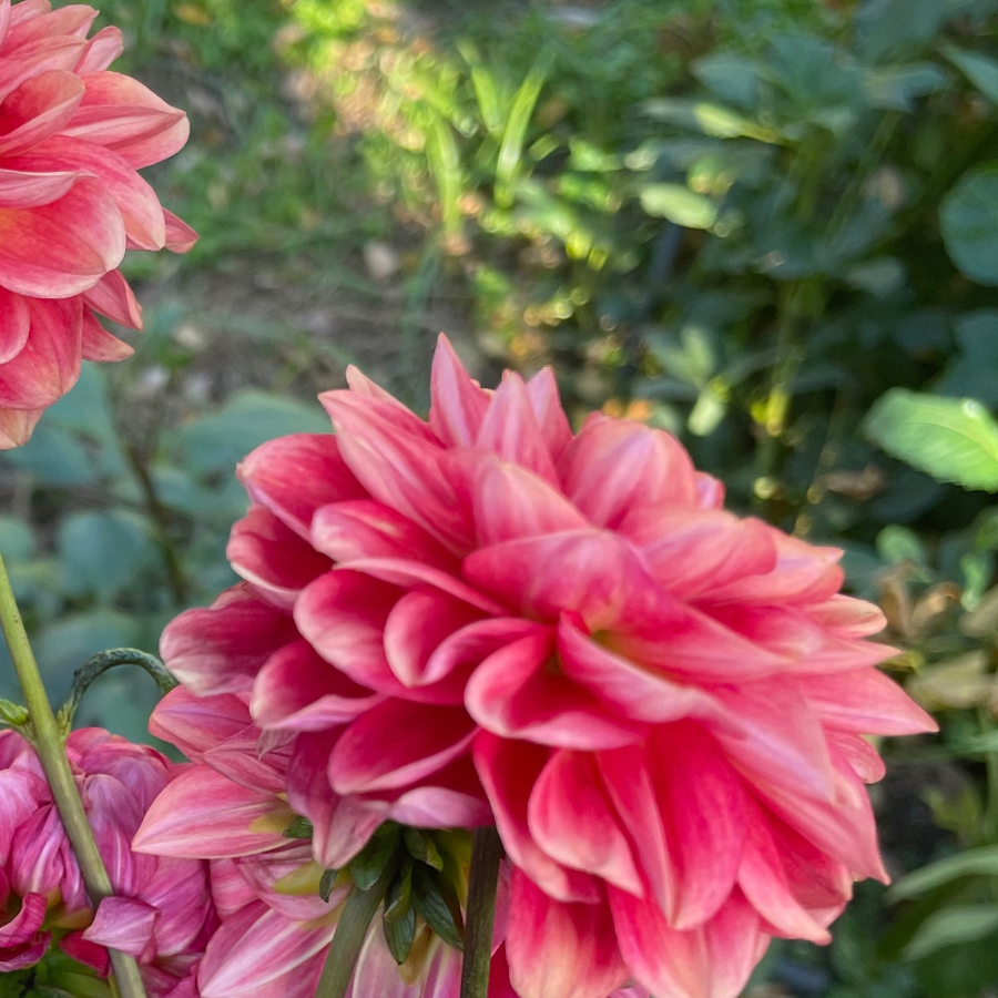 A cluster of cheerful All That Jazz Dahlias blooming vibrantly in peach and pink tones. Captured by The Happy Hour Flowers, these dahlias are a perfect addition to any cut flower bouquet, showcasing the beauty of black diamond and burgundy shades. Keywords: all that jazz dahlia, black, farm, farmer, Floret, flower, magenta, orange, red.