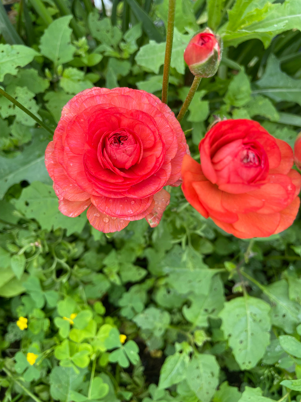 Paradou Romance Ranunculus