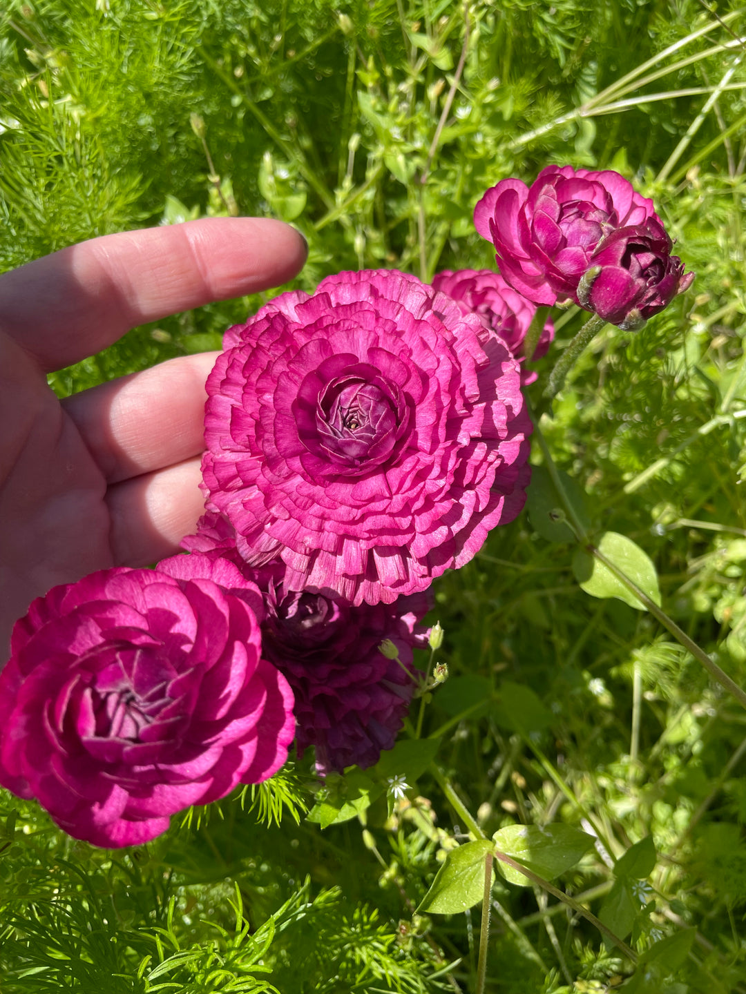 Romance Ranunculus Corms, Mercury- Pack of 5