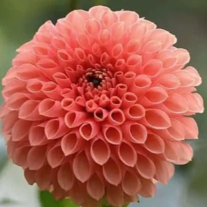 Jowey Linda Pink apricot Ball Dahlia