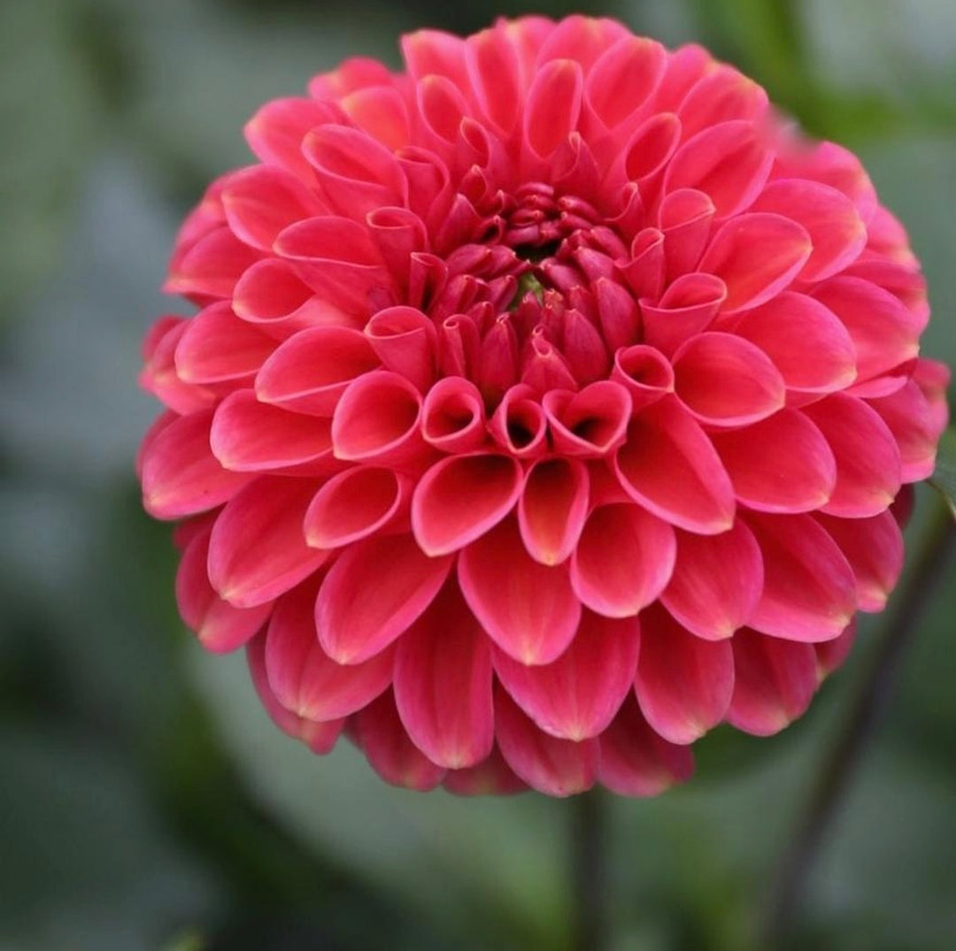 Zundert Mystery Fox Copper Dahlia for sale