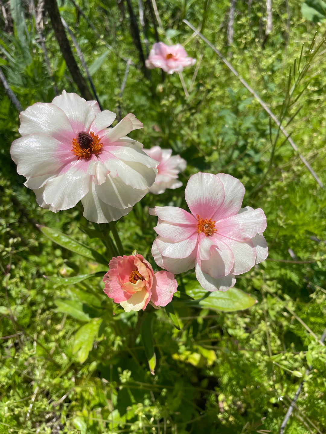 Butterfly Ranunculus Ariadne Corms - Pack of 5