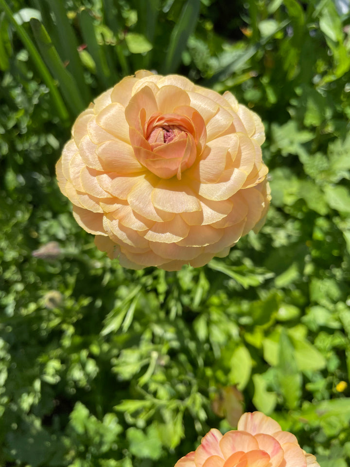 Romance Ranunculus Salerno