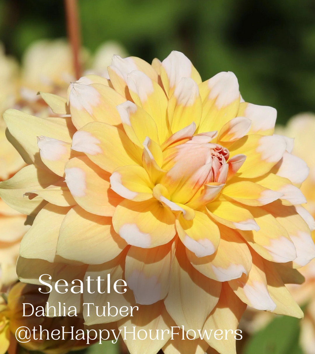 Seattle yellow dahlia