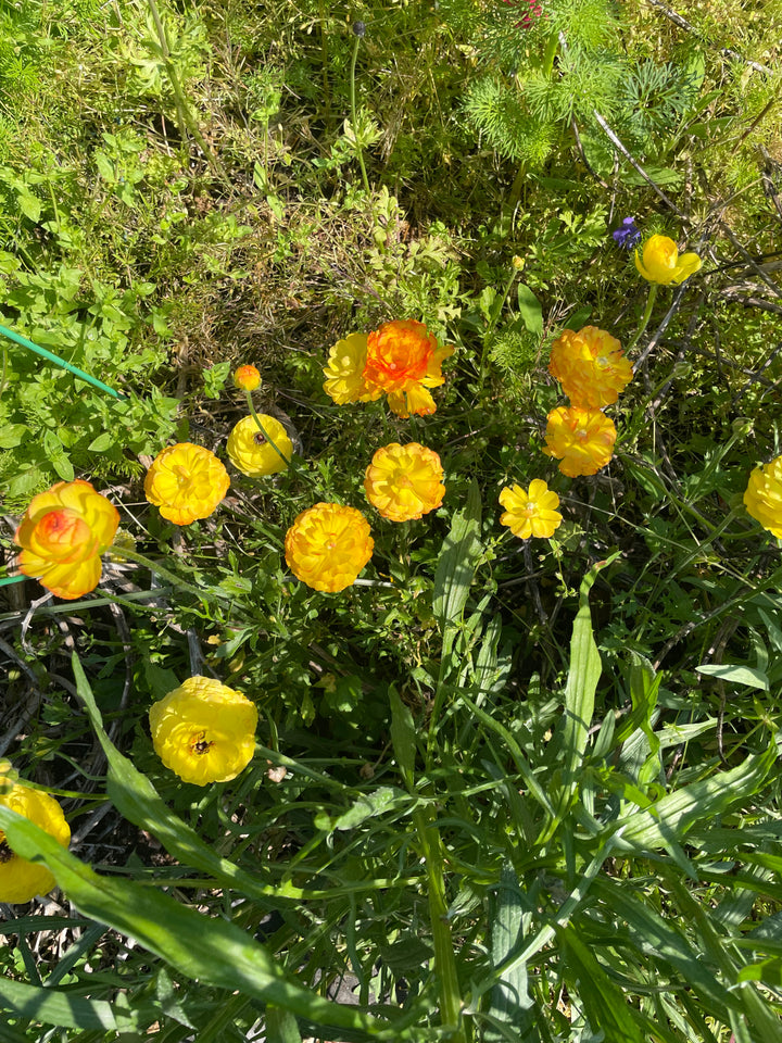 Gold Yellow Amandine Ranunculus for sale