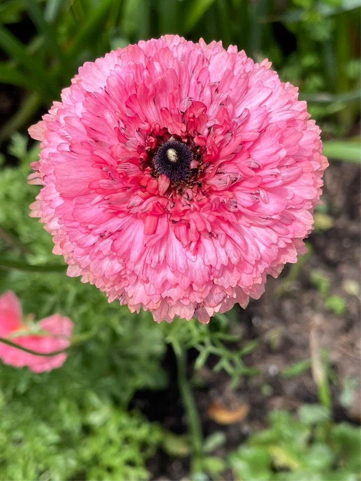 Poodle Ranunculus Ramila