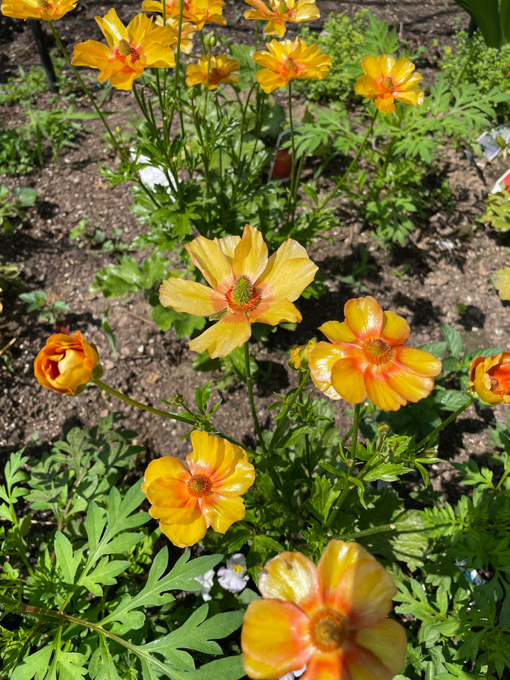 Butterfly Ranunculus Charis Corms- Pack of 5