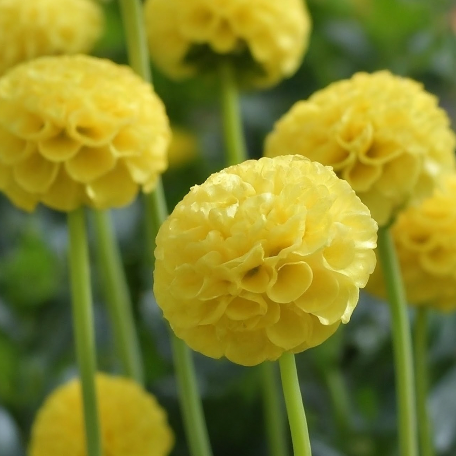 Several Buttercup Dahlias in full bloom, showcasing their stunning yellow hues. This image from The Happy Hour Flowers highlights the beauty of the Tangerine Dream Dahlia Tubers, making them a great addition to any garden. These dahlia varieties are colorful, easy to grow, and offer a striking plant collection.