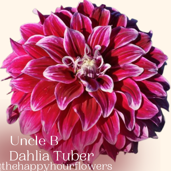 Uncle B dahlia tuber