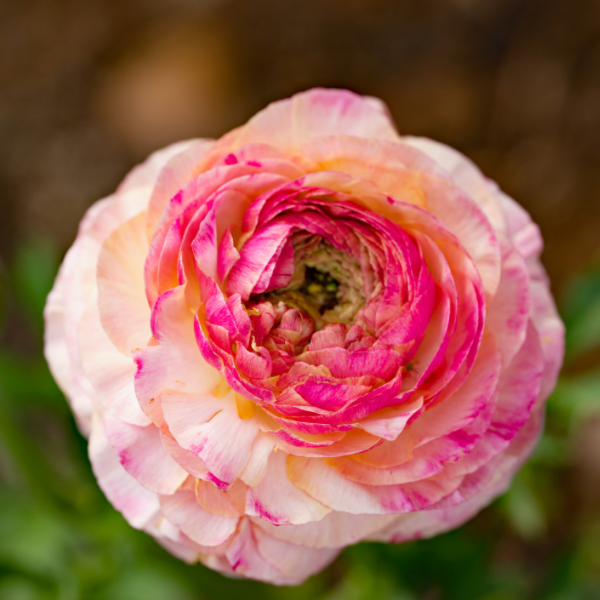 Amandine Ranunculus Corms, Pink Picotee- Pack of 10