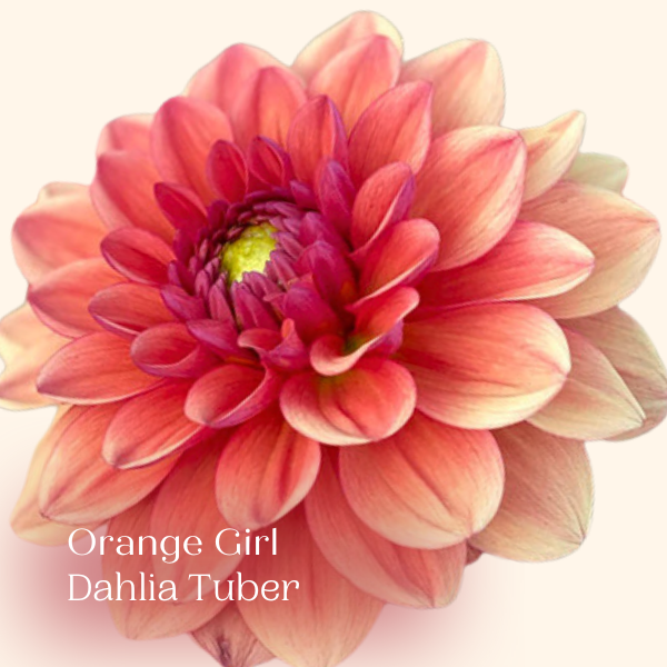 Orange Girl Dahlia waterlily peach