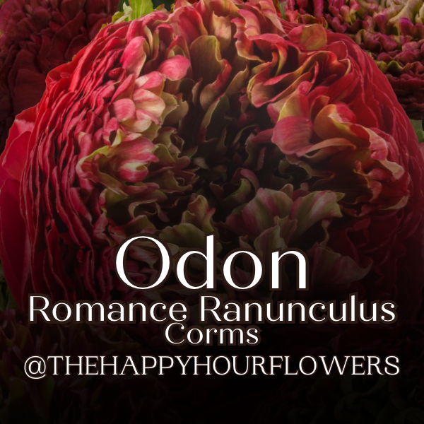 Romance Ranunculus Corms; Odon- Pack of 5