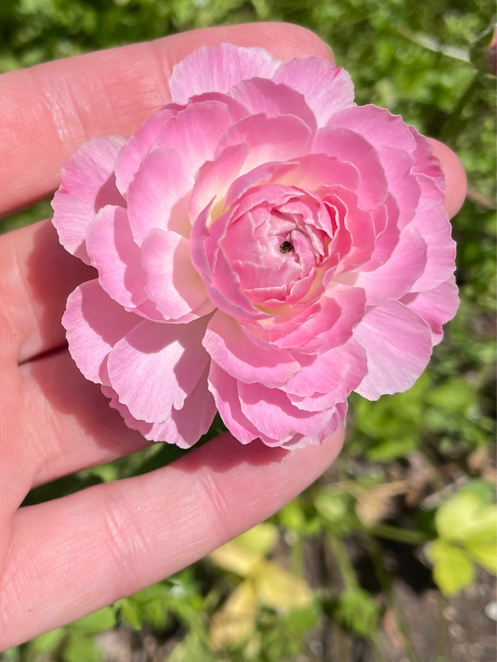 a person holding a pink flower in their hand