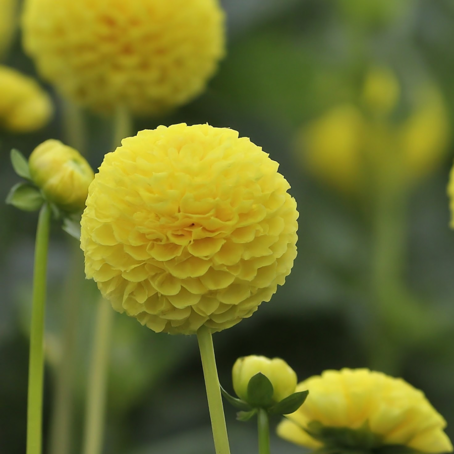 A vibrant Buttercup Dahlia in focus against a blurred background, capturing the intricate petal design. From The Happy Hour Flowers, this photograph represents the Tangerine Dream Dahlia Tuber, a desirable choice for those seeking colorful flowers that brighten up any garden space.