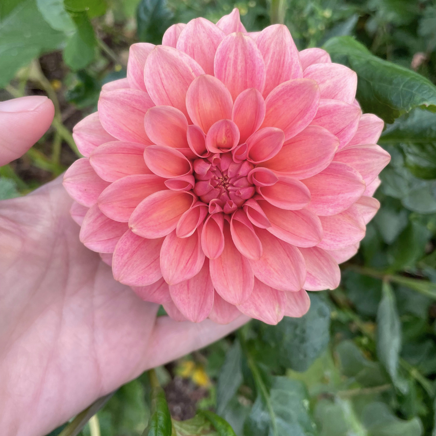 A hand gently holds the vibrant Sweet Sanne Dahlia Tuber, showcasing its plush petals in shades of blush. Available from The Happy Hour Flowers, these colorful flowers are easy to grow and flourish beautifully in various gardening environments, making them a must-have for any plant collection.