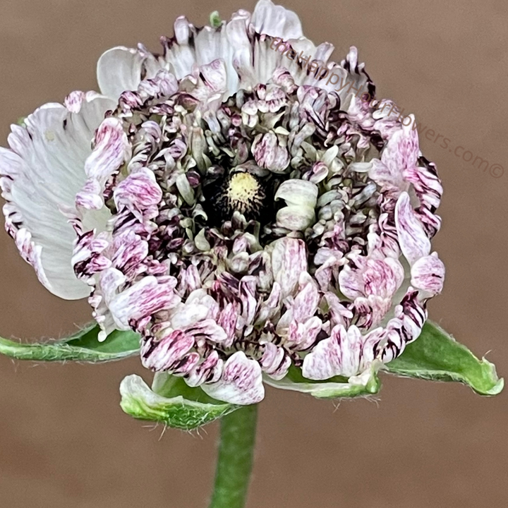 Seti Ranunculus Shop Brushmark Poodle Seti Ranunculus Corms Now! – The Happy Hour Flowers