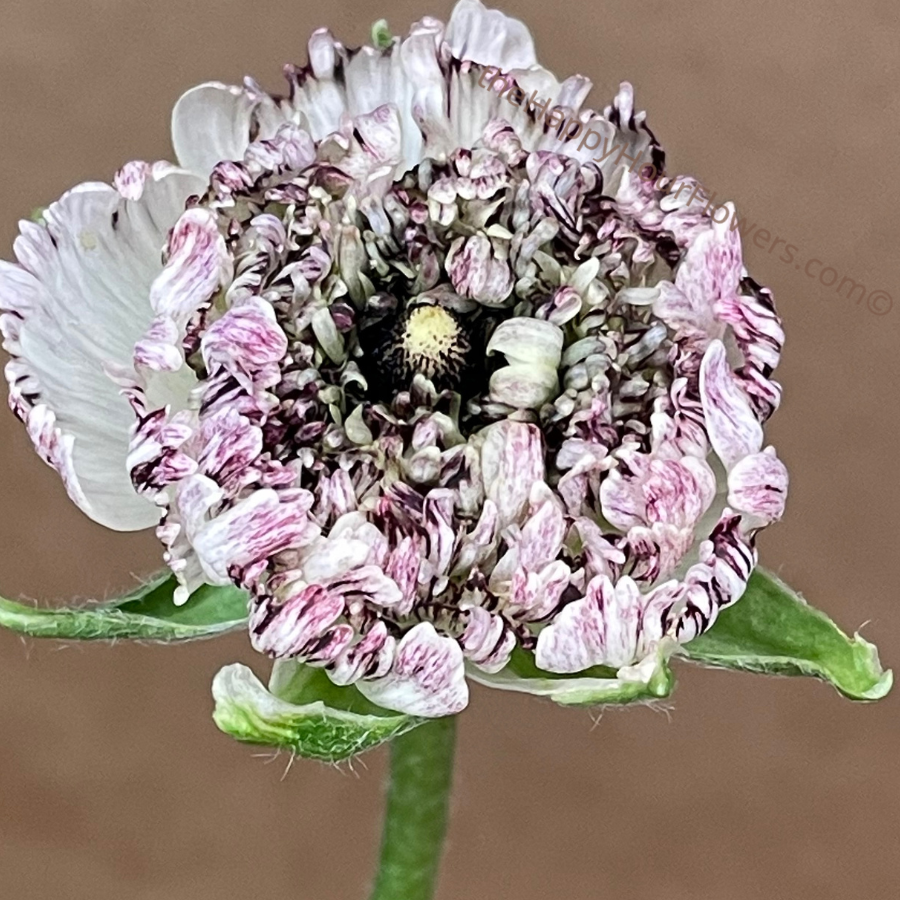 Romance Ranunculus Brushmark Poodle Seti Corms for Sale
