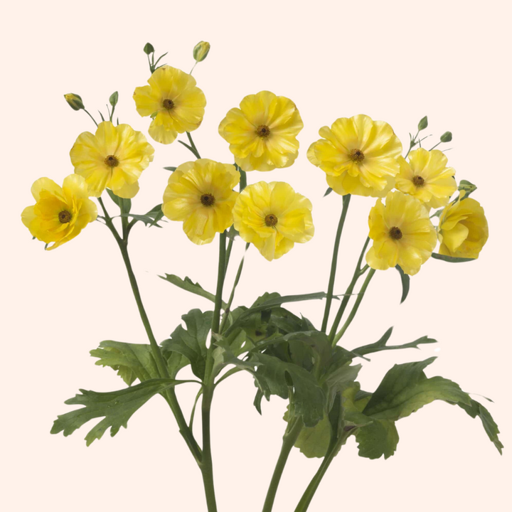 Butterfly Ranunculus Dione Corms- Pack of 5