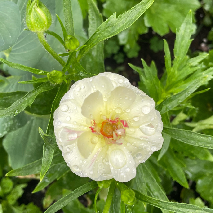 Elegant Butterfly Ranunculus bloom with droplets of water, highlighting its delicate petals and intricate details. A stunning choice for gardens or events, available from The Happy Hour Flowers. Ninos butterfly ranunculus corms.