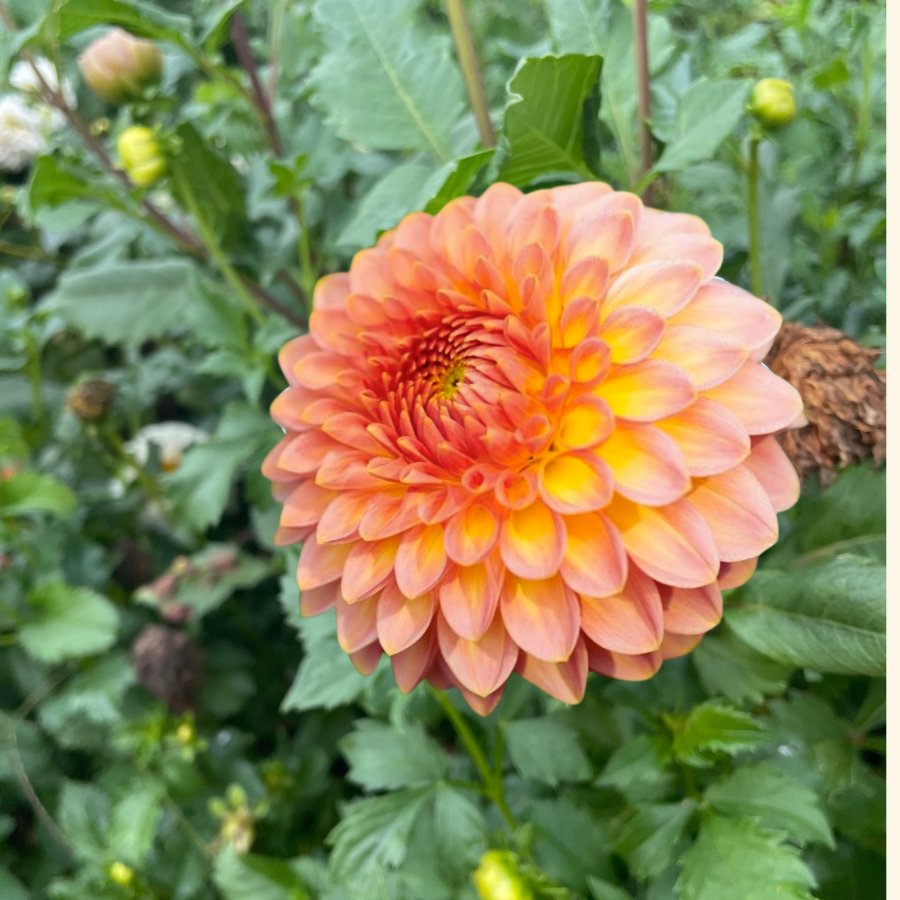 Close-up of a vibrant Hillcrest Suffusion Dahlia flower with pale salmon and apricot petals, captured in a lush garden. Available for pre-order from The Happy Hour Flowers.