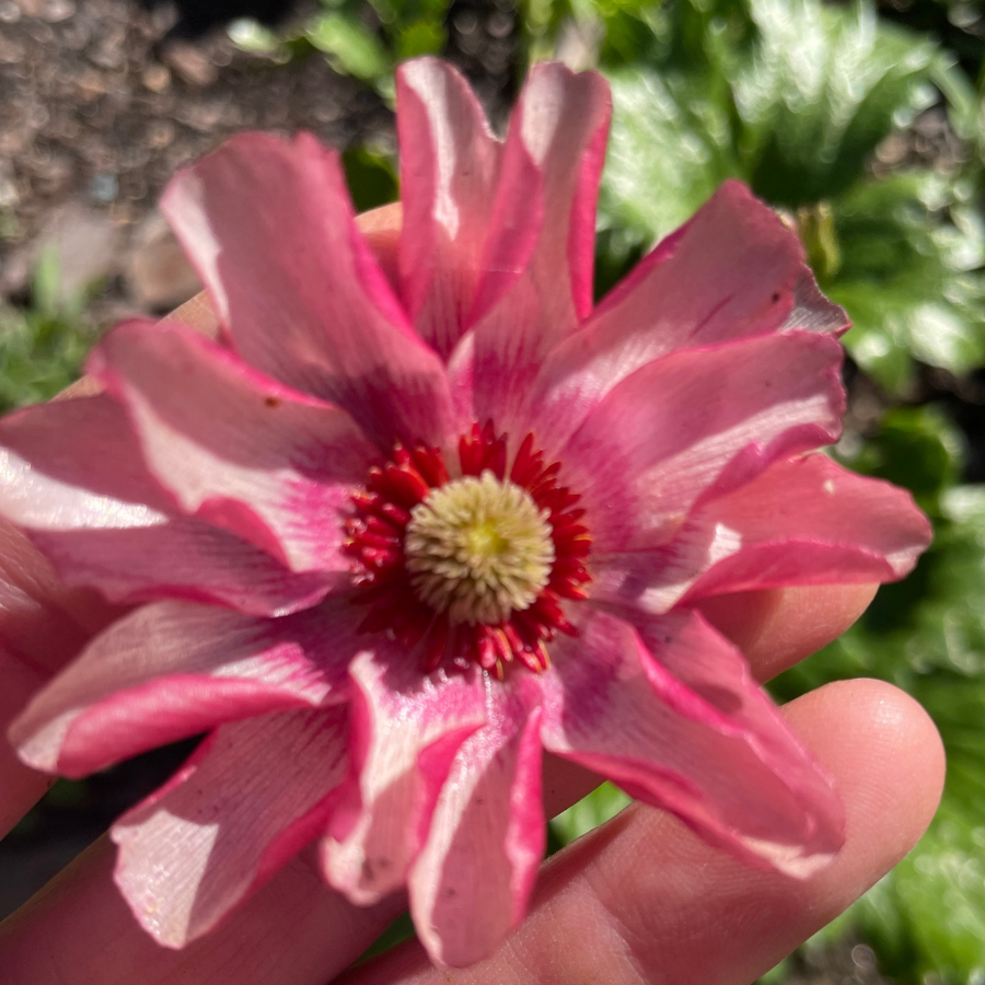 Close-up view of a blooming Lycia Butterfly Ranunculus flower with pink petals and a vibrant center, perfect for cut flower arrangements from The Happy Hour Flowers.
