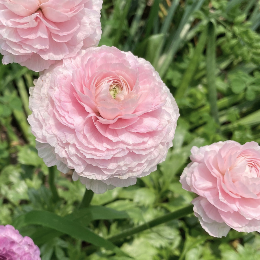 Close-up of a large pale blush pink ranunculus bloom from Clone Ranunculus Corms; Ginette. These exquisite Ginette Blush Pink Ranunculus corms for sale are a top choice for florists.