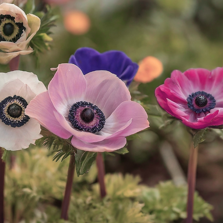 Galilee Pastel Anemone Mix; Pack of 10