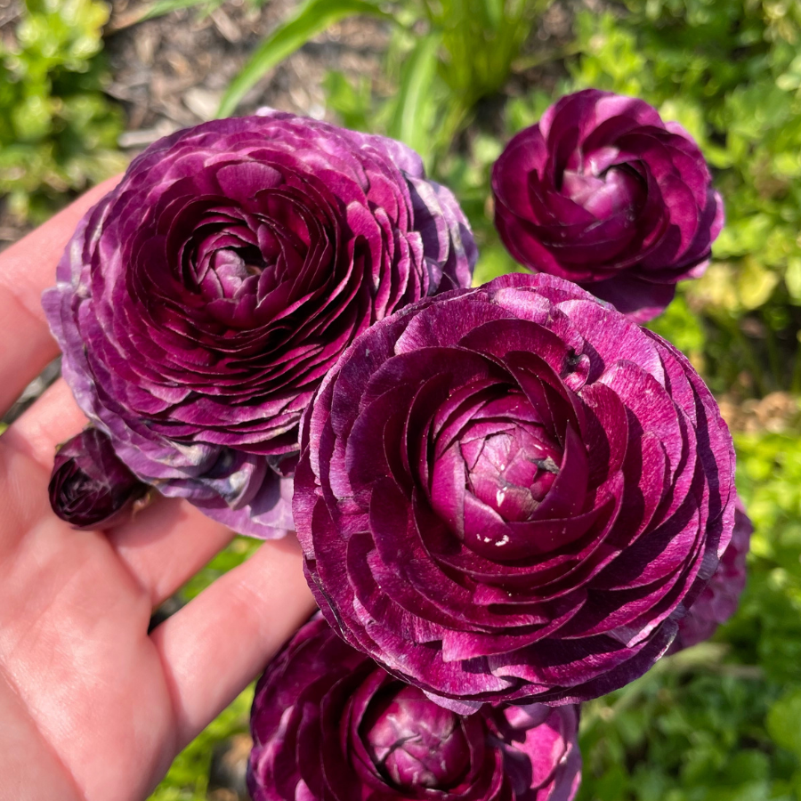 Elegance Ranunculus Malva, Pack of 10