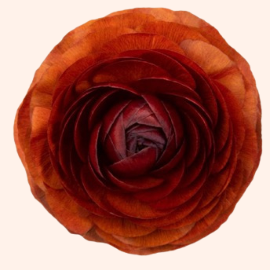 a close up of a red flower on a white background