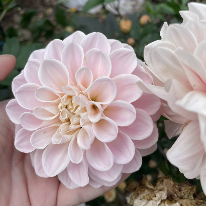 A hand holding a beautiful pink dahlia flower, illustrating its size and beauty against a backdrop of garden foliage. Perfect for flower lovers. Get your own from The Happy Hour Flowers. Janick's Symphony Dahlia.