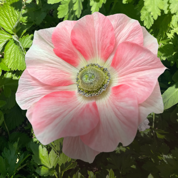 Mistral Tigré Salmone Anemone; Pack of 10