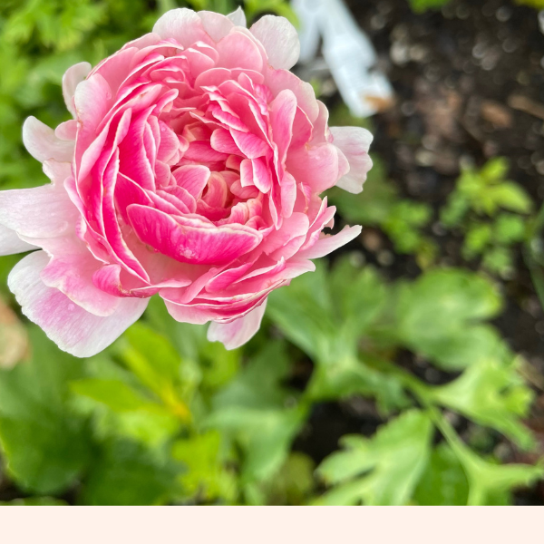 Amandine Ranunculus Corms; Porcelaine- Pack of 10