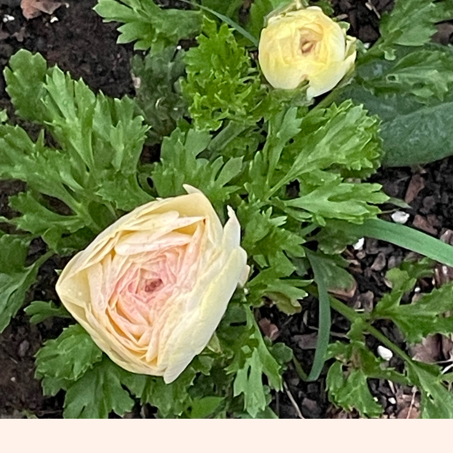 Elegance Ranunculus Corms; Bianco Sfumato- Pack of 10