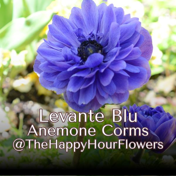 Levante Anemone; Azzuro- Pack of 5 Corms