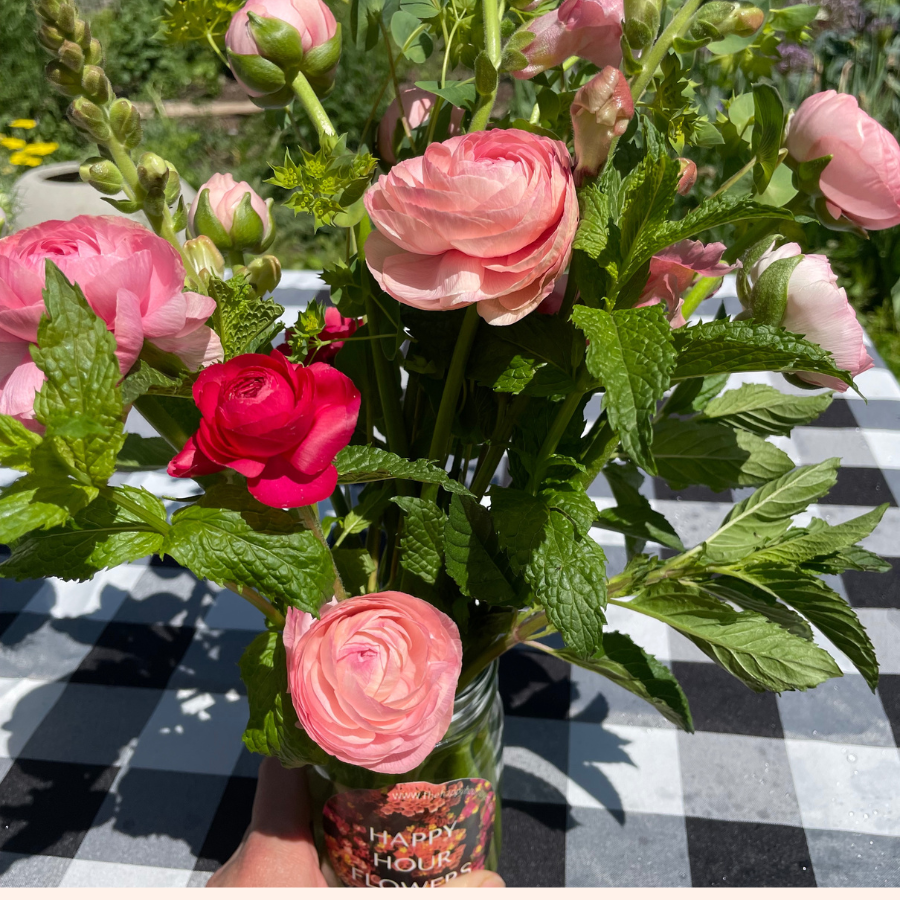 Success Cloni Blush Ranunculus-Pack of 5