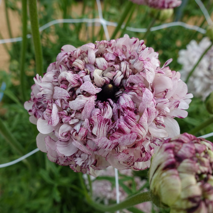 Brushmark Poodle Seti Ranunculus