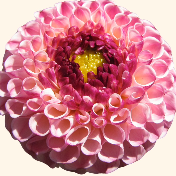 An elegant Wine Eyed Jill Dahlia with soft tones of pink and deep magenta, offered by The Happy Hour Flowers. This beautiful bloom is part of their Dahlia Tuber Sale, making it a wonderful choice for cut flower arrangements.