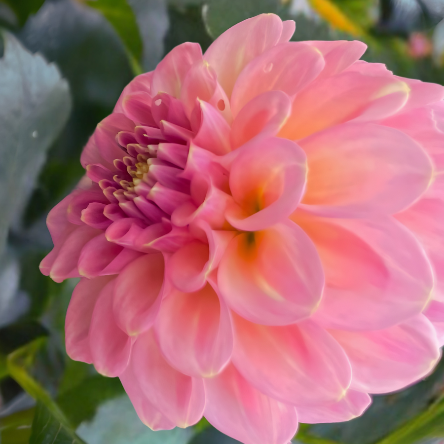 A blooming pink dahlia showcasing its beauty as part of the Sebastian Dahlia Tuber from The Happy Hour Flowers. This ornamental flower is a great choice for cut flowers and dahlia tubers for planting.