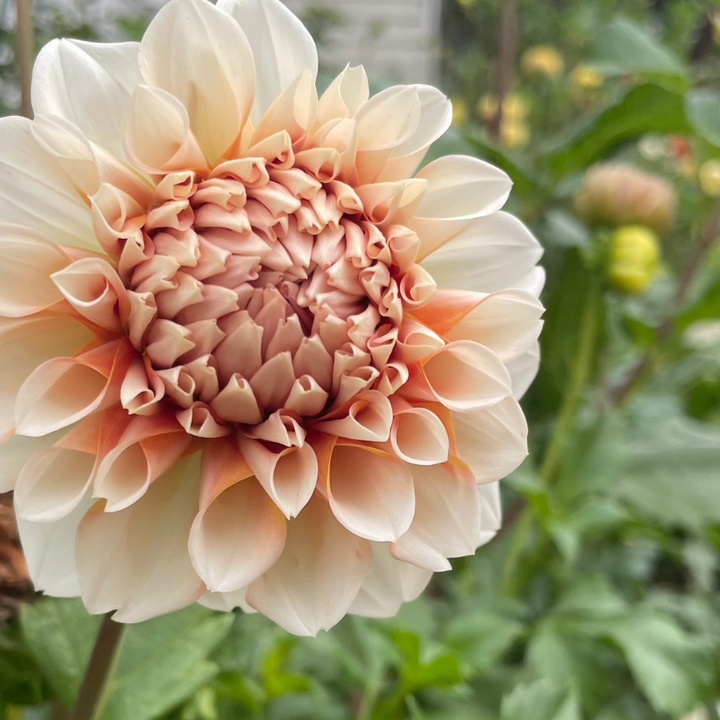 Tangerine dahlia orange and Ivory for sale