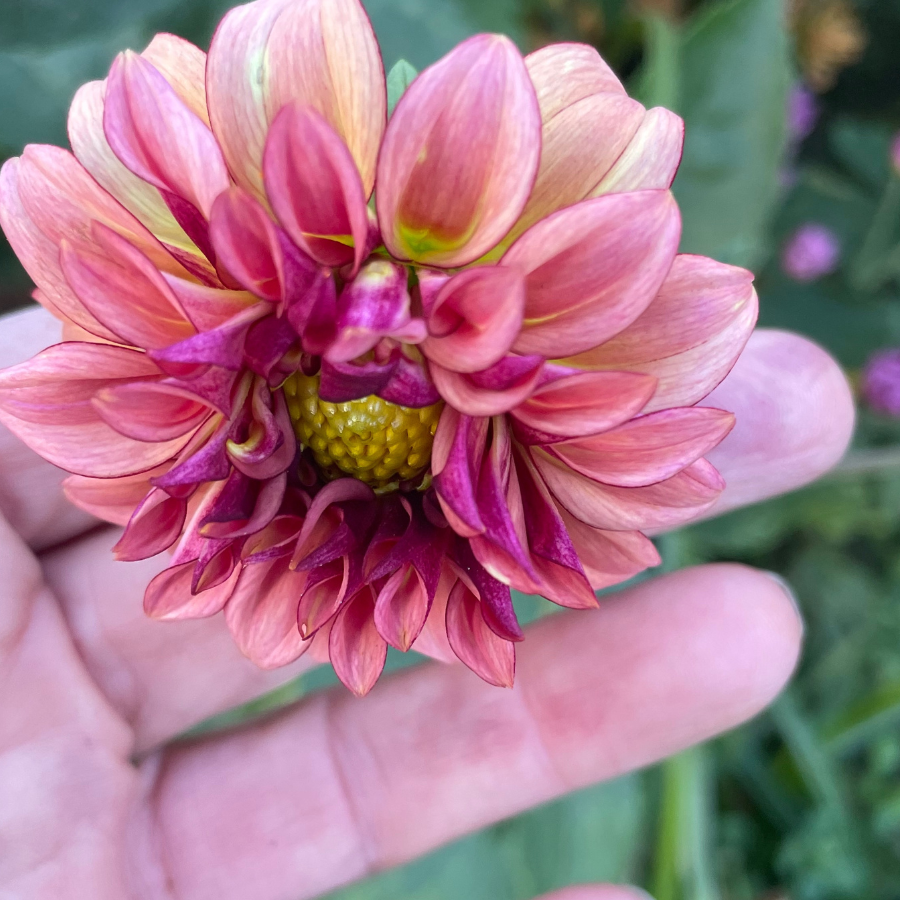 Close-up of a Dusty Beauty Dahlia flower held in hand, showcasing vibrant pink and mauve petals, from The Happy Hour Flowers. Perfect for gardeners interested in the Daisy Duke Dahlia Tuber.
