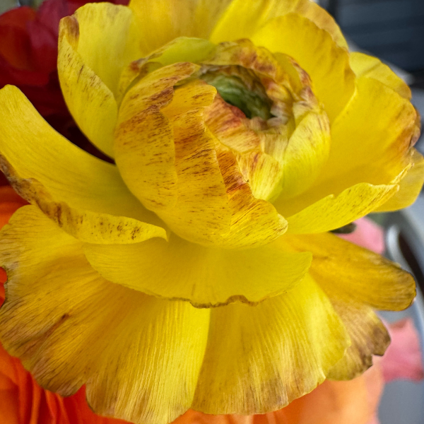 Elegance Ranunculus Corms; Giallo Striato- Pack of 10