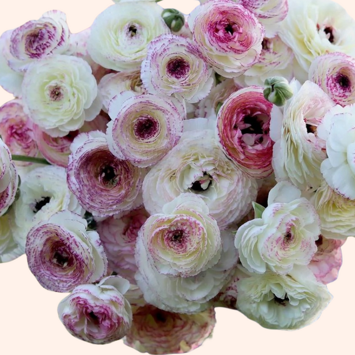 a large bouquet of white and pink flowers