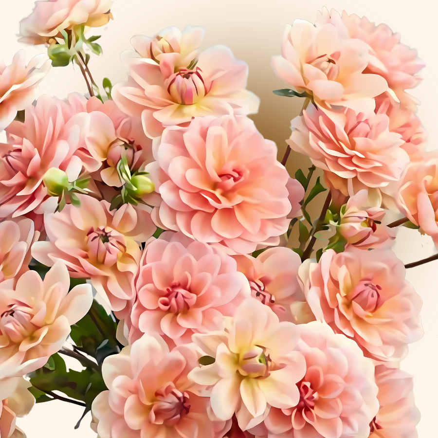 An arrangement of Yelno Harmony Dahlias in various stages of bloom, featuring lovely peach and pink petals, provided by The Happy Hour Flowers.