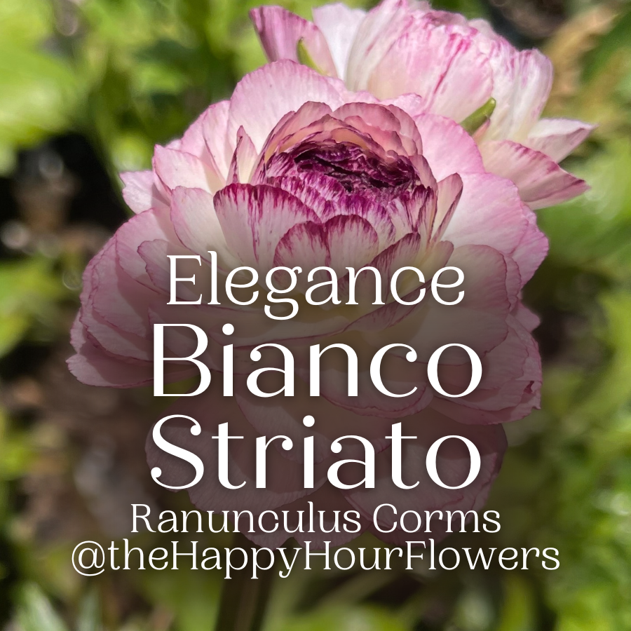 Elegance® Ranunculus Corms; Bianco Striato- Pack of 10 Corms