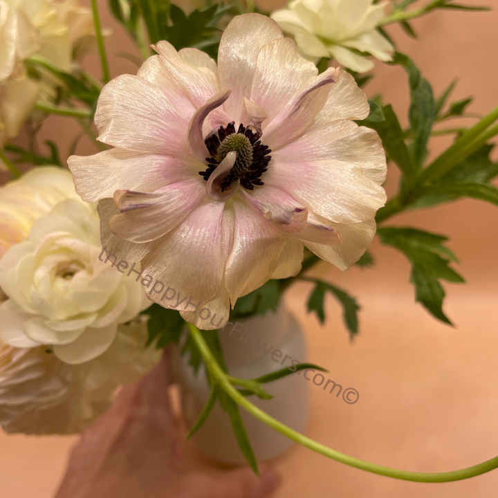 Ranunculus Butterfly Hestia Corms for Sale