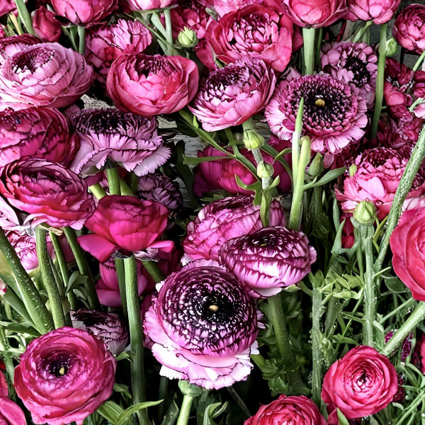 Elegance Ranunculus Corms; Rosa Striato- Pack of 10