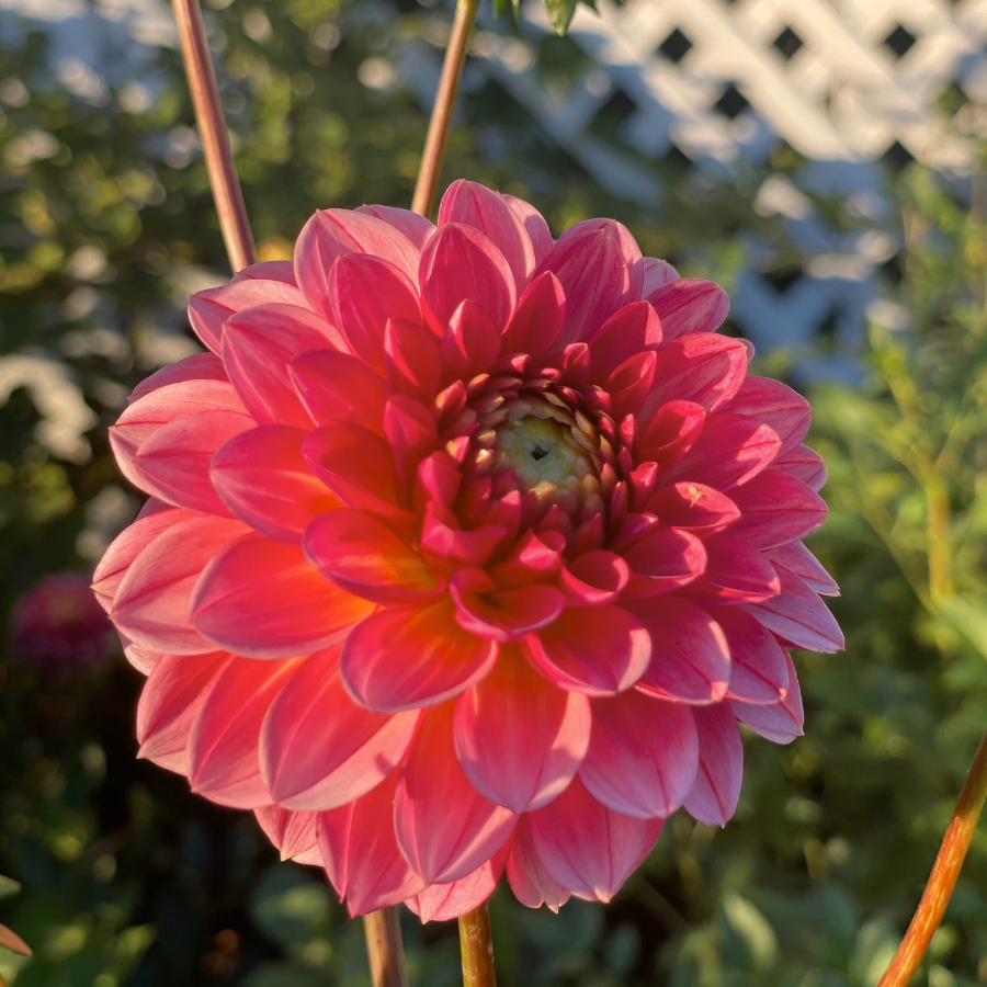 A close-up of a radiant All That Jazz Dahlia showcasing its intricate petal arrangement in vibrant pink and red hues. Captured by The Happy Hour Flowers, this flower is ideal for cut flower arrangements, featuring delightful black diamond tones. Keywords: all that jazz dahlia, black, farm, farmer, Floret, flower, magenta, orange, no till.