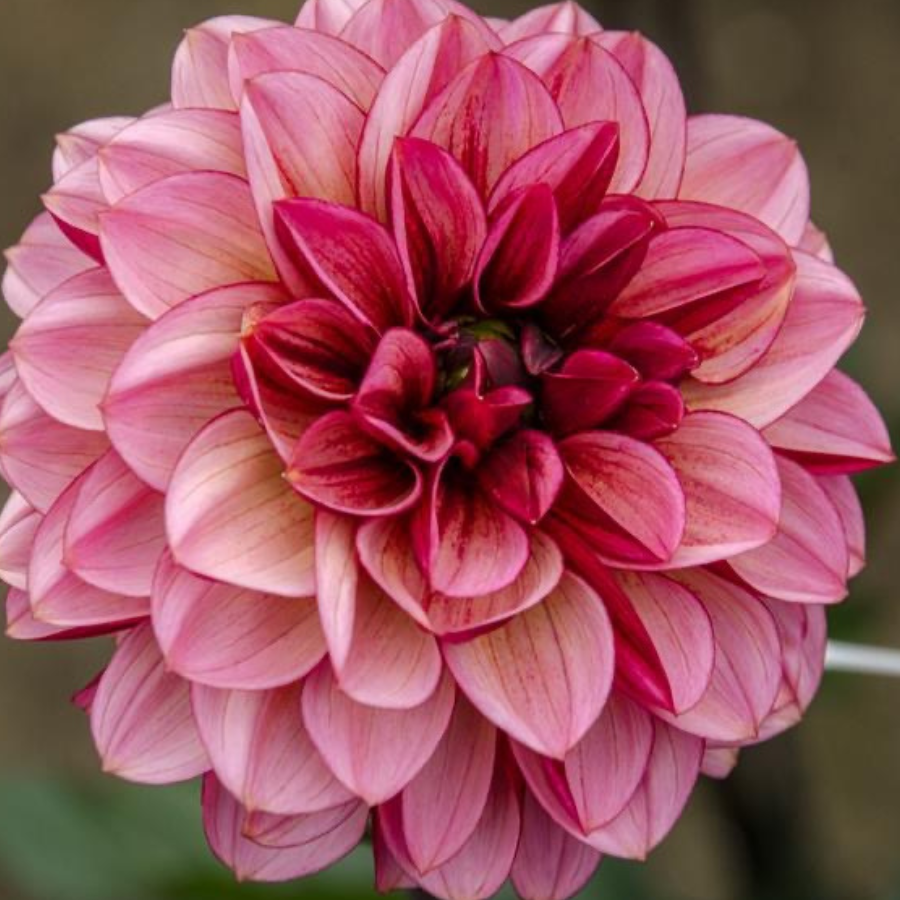 An artistic close-up of a mature Senior's Hope Dahlia, featuring lush petals in pink and plum tones. This exquisite flower is featured by The Happy Hour Flowers to enhance your garden.